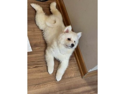 2 buçuk aylık a kalite samoyed yavru