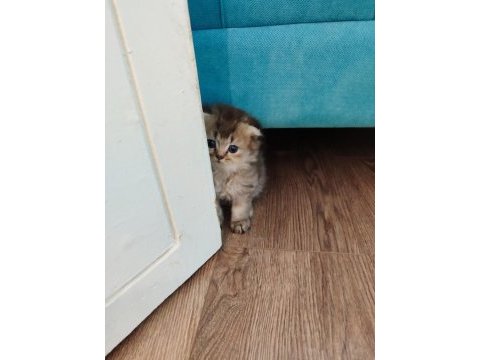 Scottish fold yavrularımızı sahiplendiriyoruz