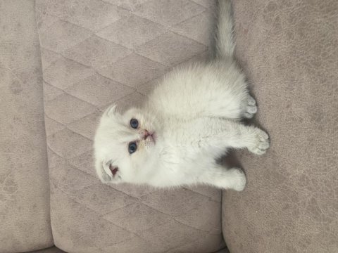 Birbirinden güzel scottish fold bebeklerim