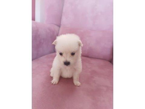 Son 2 yavru spitz