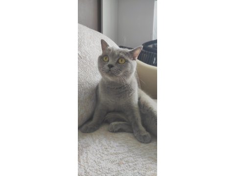 Sahiplendirme british shorthair