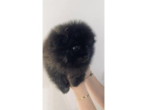 Pomeranian black erkek