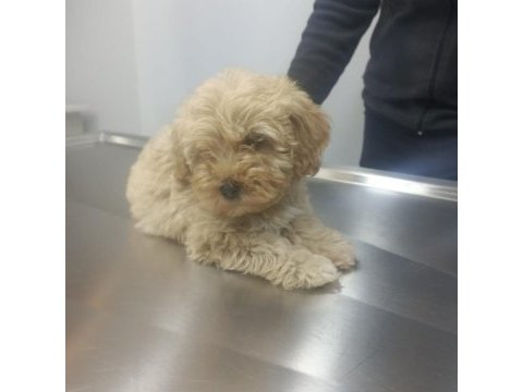 Çok sevimli erkek maltipoo