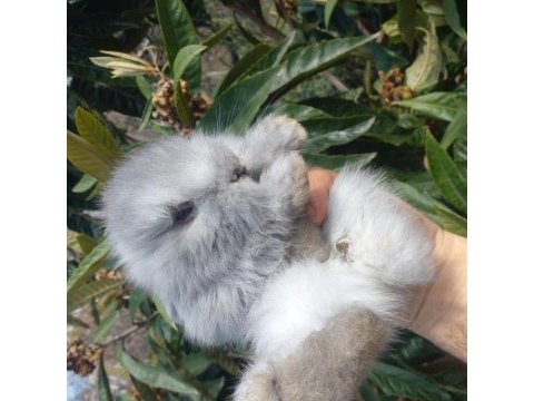 Sevimli teddy widder tavşan yavruları