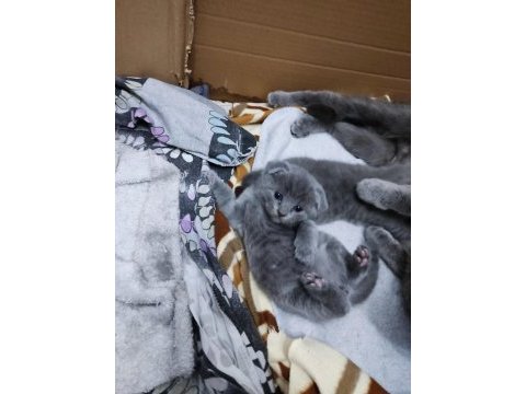 Scottish fold 1 aylık yavrular