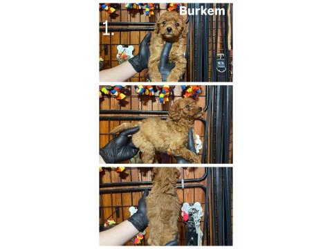 Burkemden safkan poodle bebeklerimiz