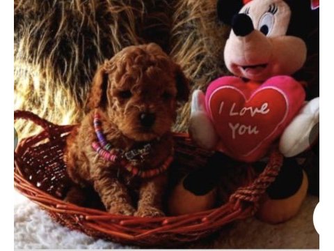 Kızıl kürk yapılı teacup poodle bebeklerimiz