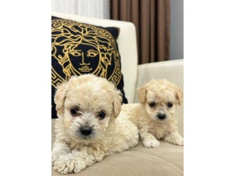 Maltipoo yavrular yeni ailelerini bekliyor