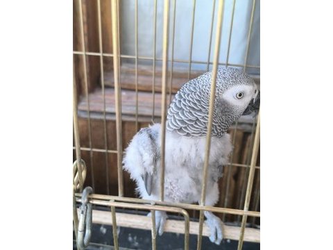 Evcil konuşan jako stres geçirmiştir