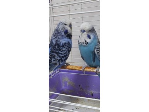 Sahiplendirilecek muhabbet kuşu