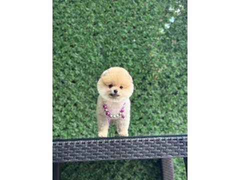 Show kalite pomeranian boo yavrular