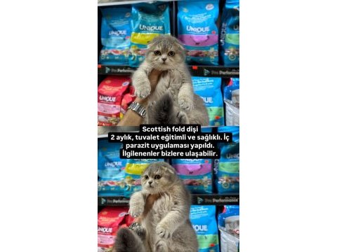 70 günlük scottish fold yavrular . erkek ve dişi