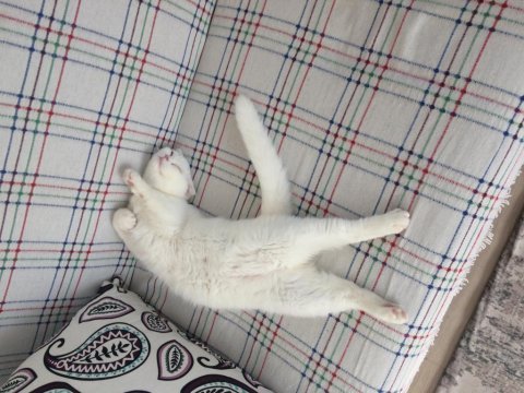 Karbeyaz mavi gözlü kedimiz uyguna sahiplendirilecek kedim