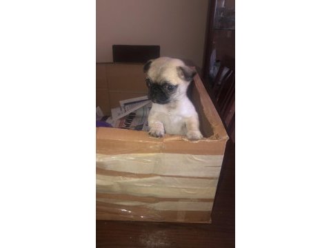 Dişi pug