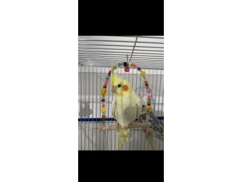 İki takım sultan papağanı
