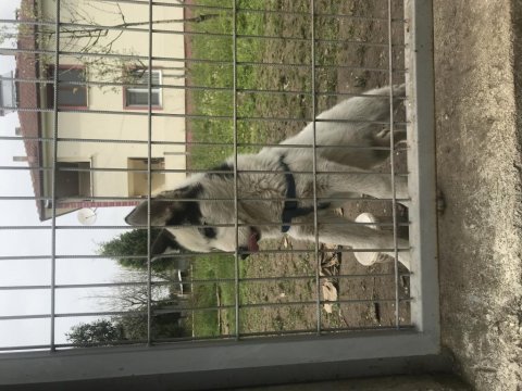 Orjinal husky safkan