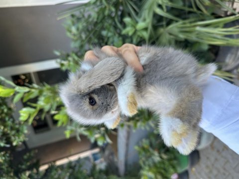 Safkan yavru tavşanlar her ile gönderim