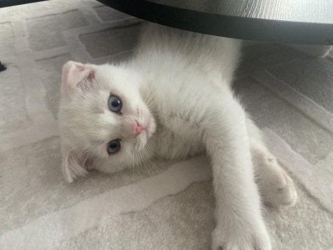 2 aylık scottish fold yavru kedimiz