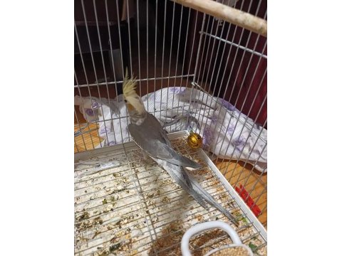 3 aylık yavru sultan papağanı