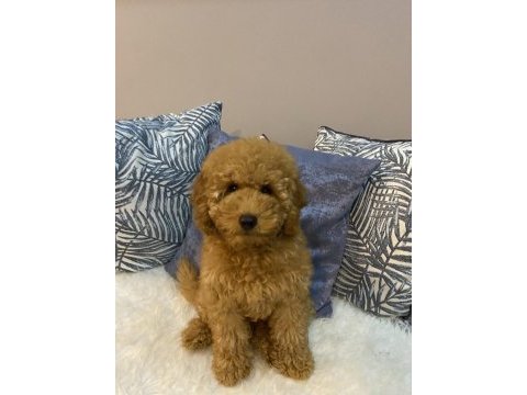 Minyatür poodle orijinal