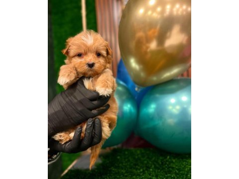 Sağlık garantili maltipoo yavrularımız