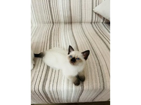 Safkan british shorthair