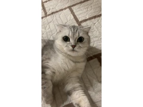 Scottish fold dişi 4 yaşında