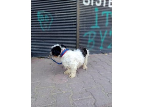 Terrier dişi