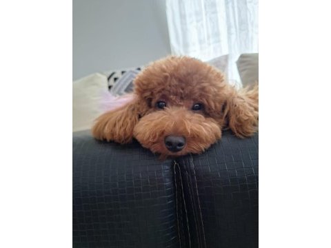 10 aylık dişi toy poodle için sevgi dolu bir yuva