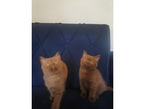 British shorthair nadir cins cinnamon