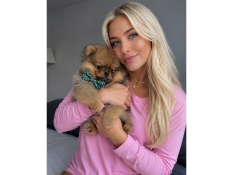 Pomeranian boo ayı surat orange erkek