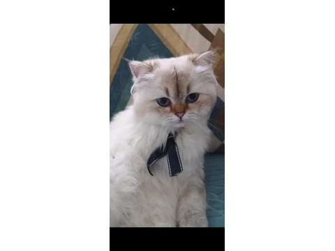 Yetişkin genç erkek british longhair