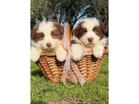 Özel border collie yavruları 