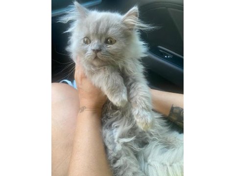 British longhair cinsi 2.5 aylık
