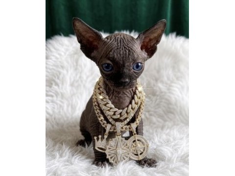 A kalite black sphynx