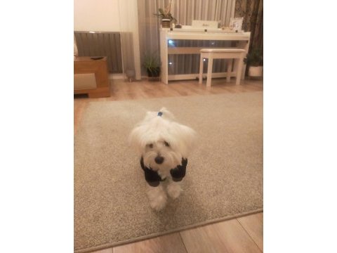 Çiftleştirme maltese köpeği