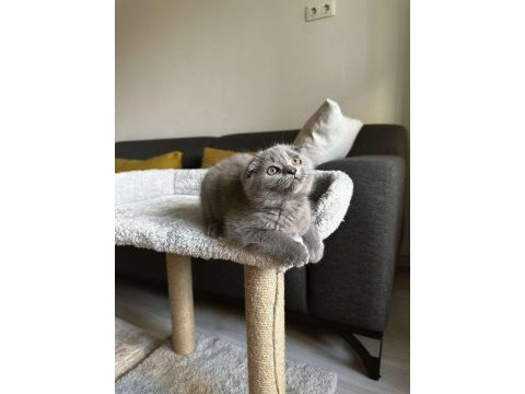 Sıfır kulak scottish fold cinsi yavrumuza aile arıyoruz