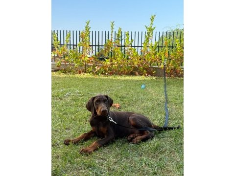 Tank gibi kızıl doberman yavru