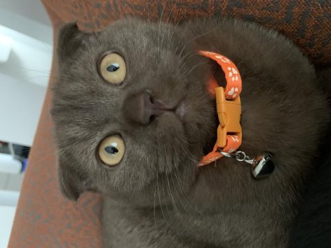 24 kasım doğumlu scottish fold