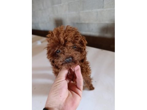 Kore erkek poodle