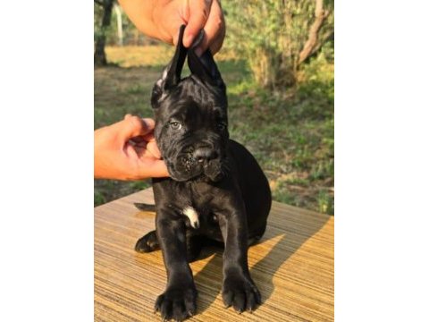 Şecere belgeli ırk ve sağlık garantili cane corso yavrular