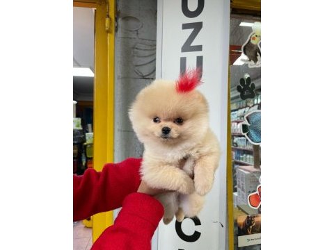 Pomeranian boo köpekler 60 günlük