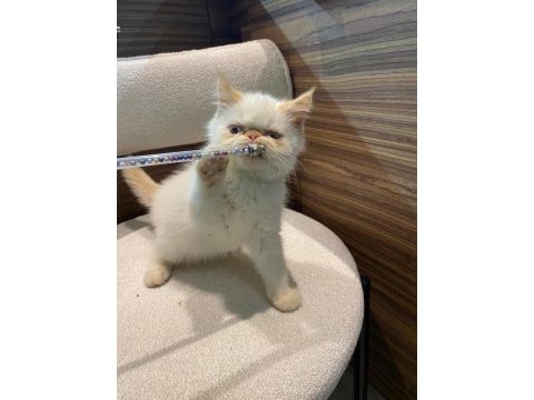 Exotic iran persian harika bebekler