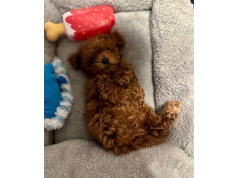 Toypoodle yavrularımız 
