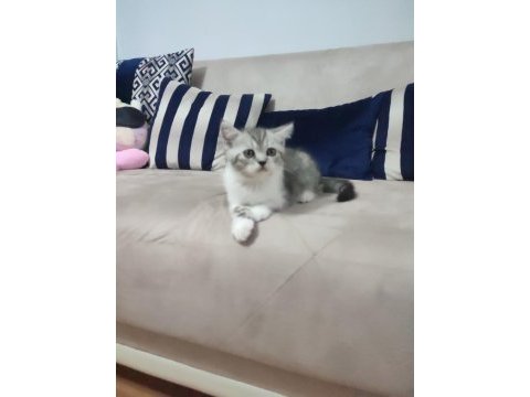 48 günlük bebekler british shorthair