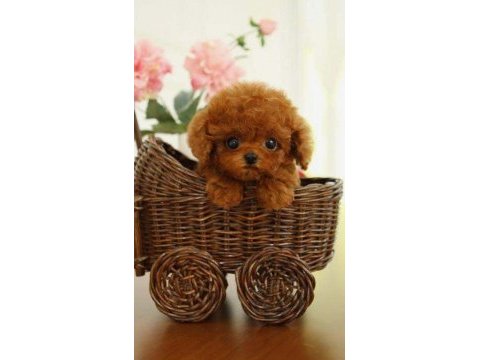 Toypoodle sevimli yavrular ruhsatlı çiftlik 
