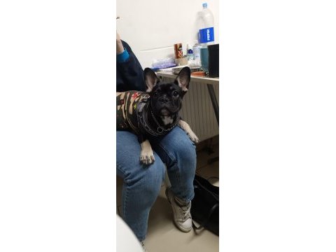 Ücretli french bulldog eğitimli