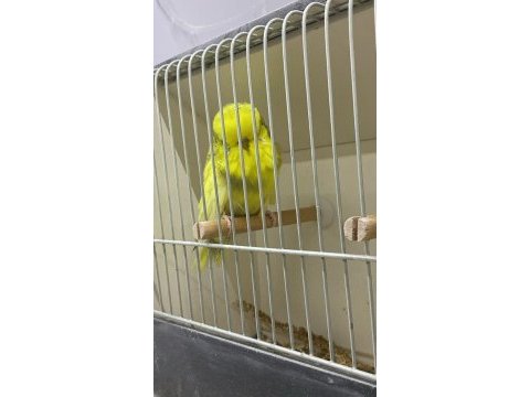Tüm istanbul ilçelerine adrese teslim muhabbet kuşu
