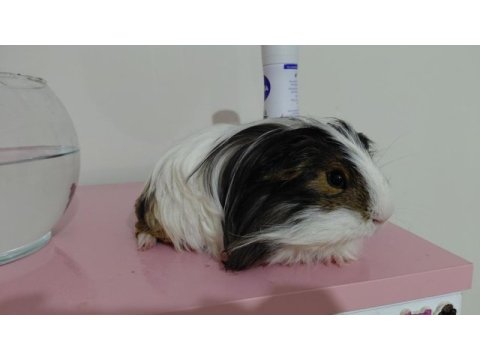 Erkek ginepig