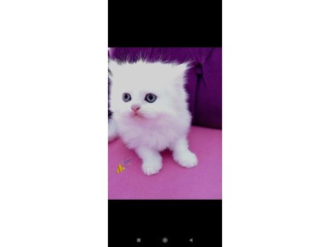 British shorthair erkek